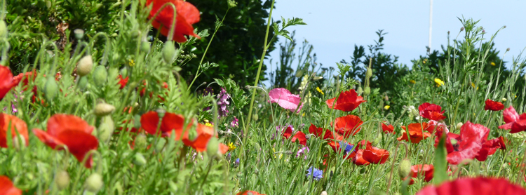 Flower beds and lawns in North Lodge Park Cromer